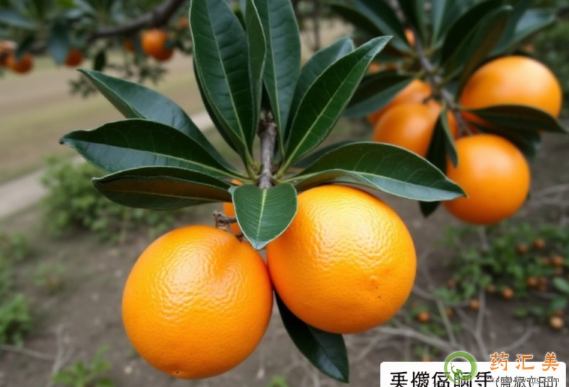胰腺炎可以吃橘柚吗