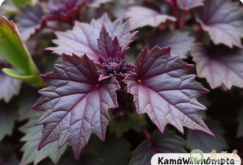 ������ô�Ժ�