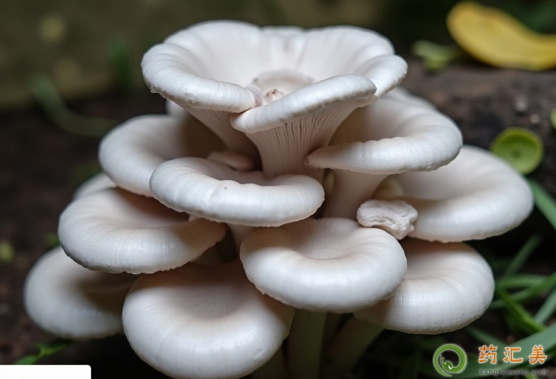 �����׸ճ�Ժ���Գ�ƽ����