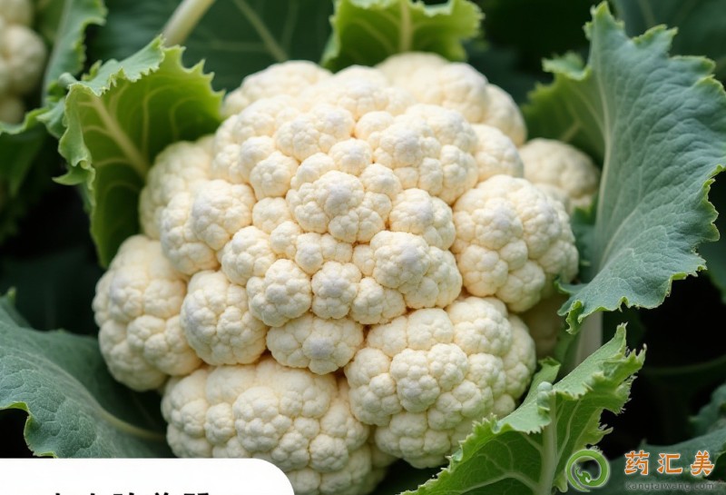 �����׿��ԳԻ�Ҭ����