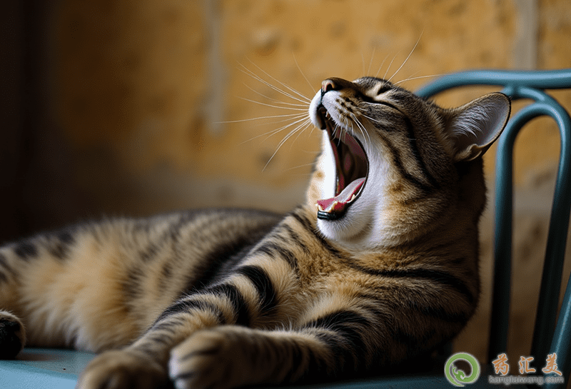 ���Ƿ�°ͳ����ô��