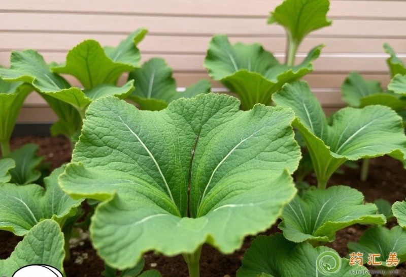 �����׿��Գ��������