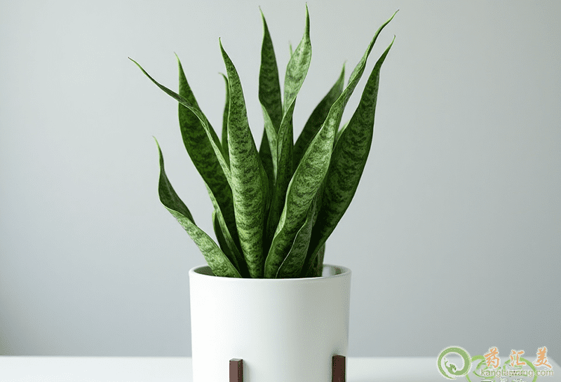 �·�����ô����ȩ