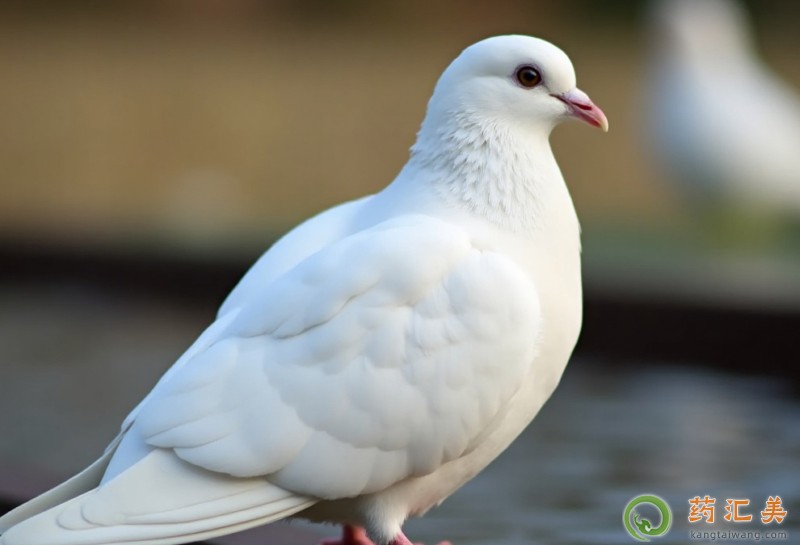 �����׻ָ��ڸ��ӿ��Գ���
