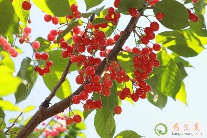 ׻ָܳӣ