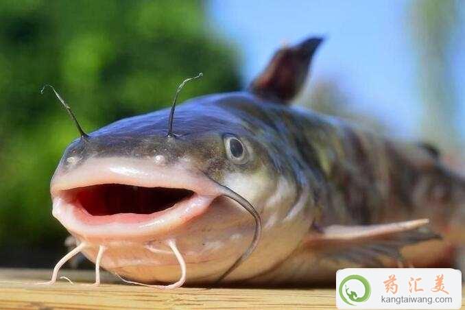 ׻ָڿԳ
