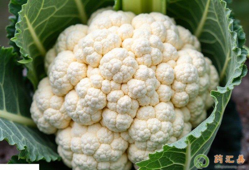 �����׻ָ��ڿ��Գ��л��˻���