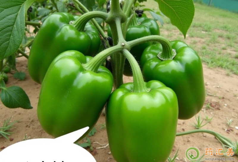 �����׿��ԳԲ˽���