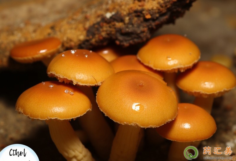 �����׿��ԳԻ��ӹ���