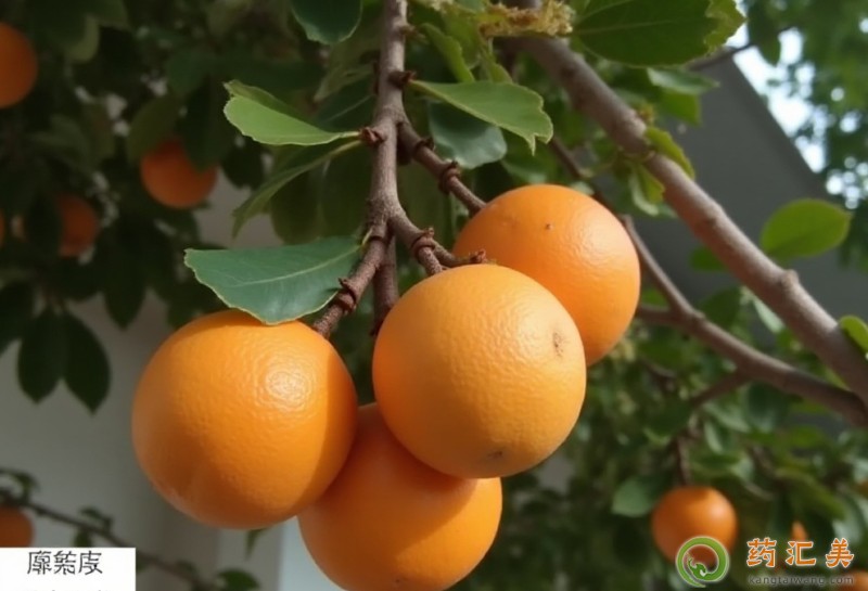 �����׻ָ����ܷ����