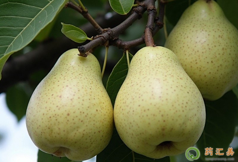 �����׿��Գ�Ѽ����