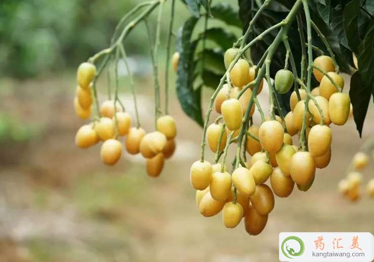 口臭可以吃黄皮果 口臭可以吃黄皮果
