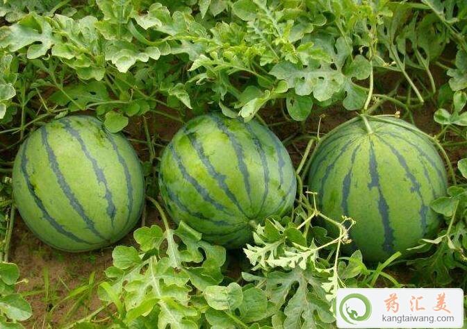 西瓜和什么食物相克不能一起吃 西瓜和什么食物相克不能一起吃