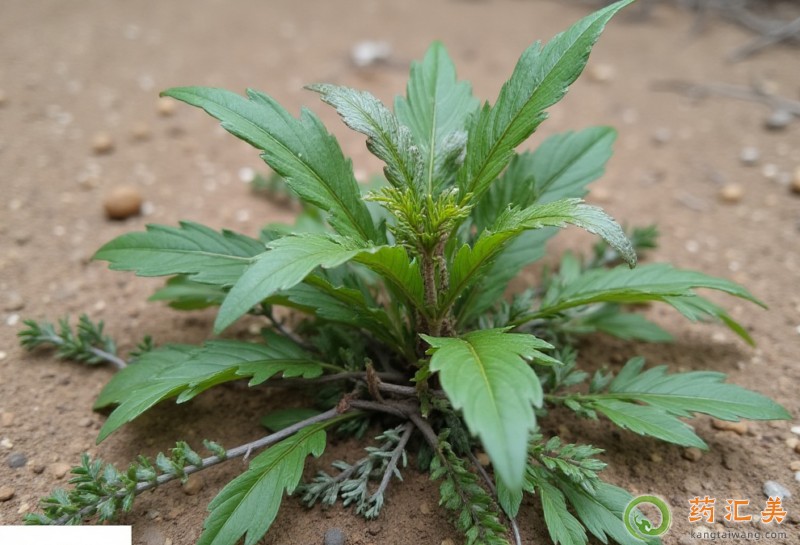�����׿��ԳԶ��в���