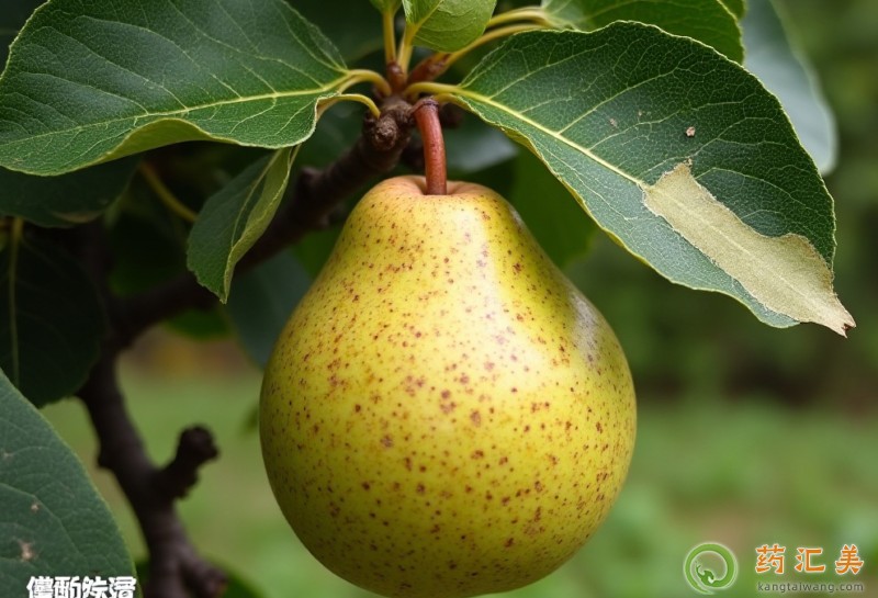 �����׿��ԳԽ�������