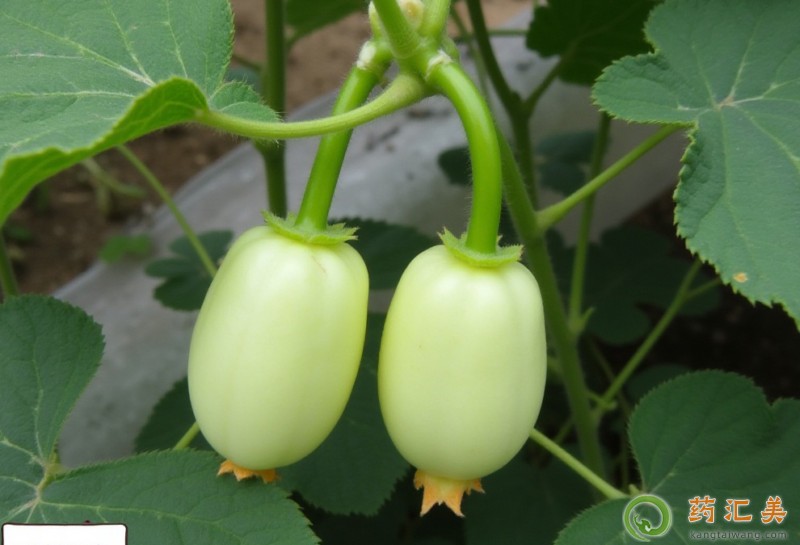 �����׿��ԳԽ�ͯ��Ů����