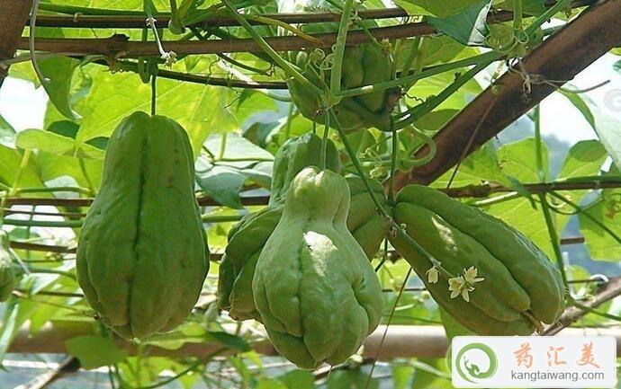 胰腺炎能吃佛手瓜吗 胰腺炎能吃佛手瓜吗