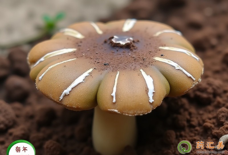 �����׻ָ����ܳԼ�������