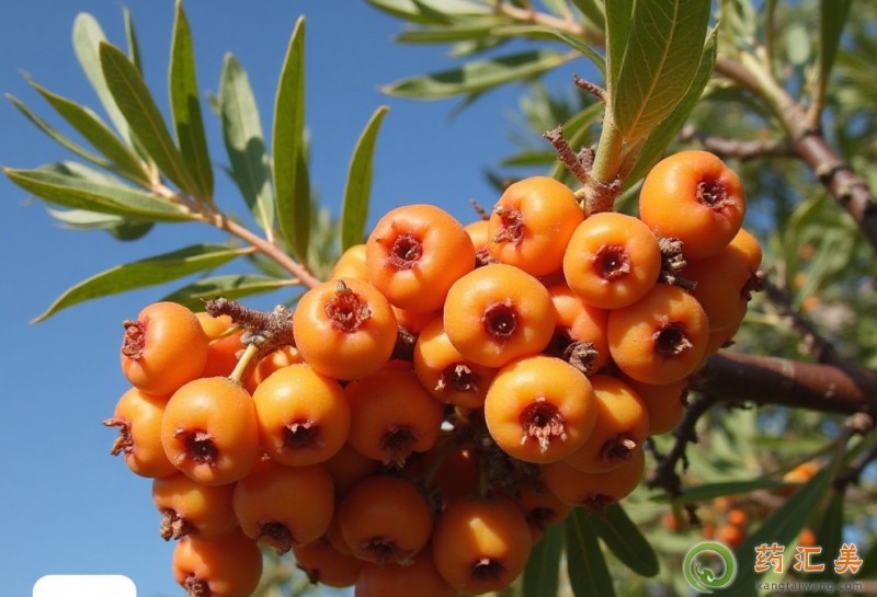 �����׻ָ����ܳ�ɳ������