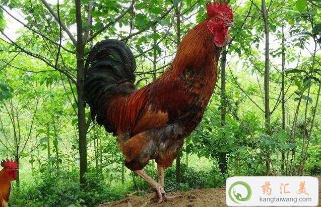 ׿Գ