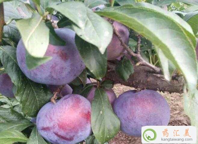 ׻ָڿԳԺڲֹ